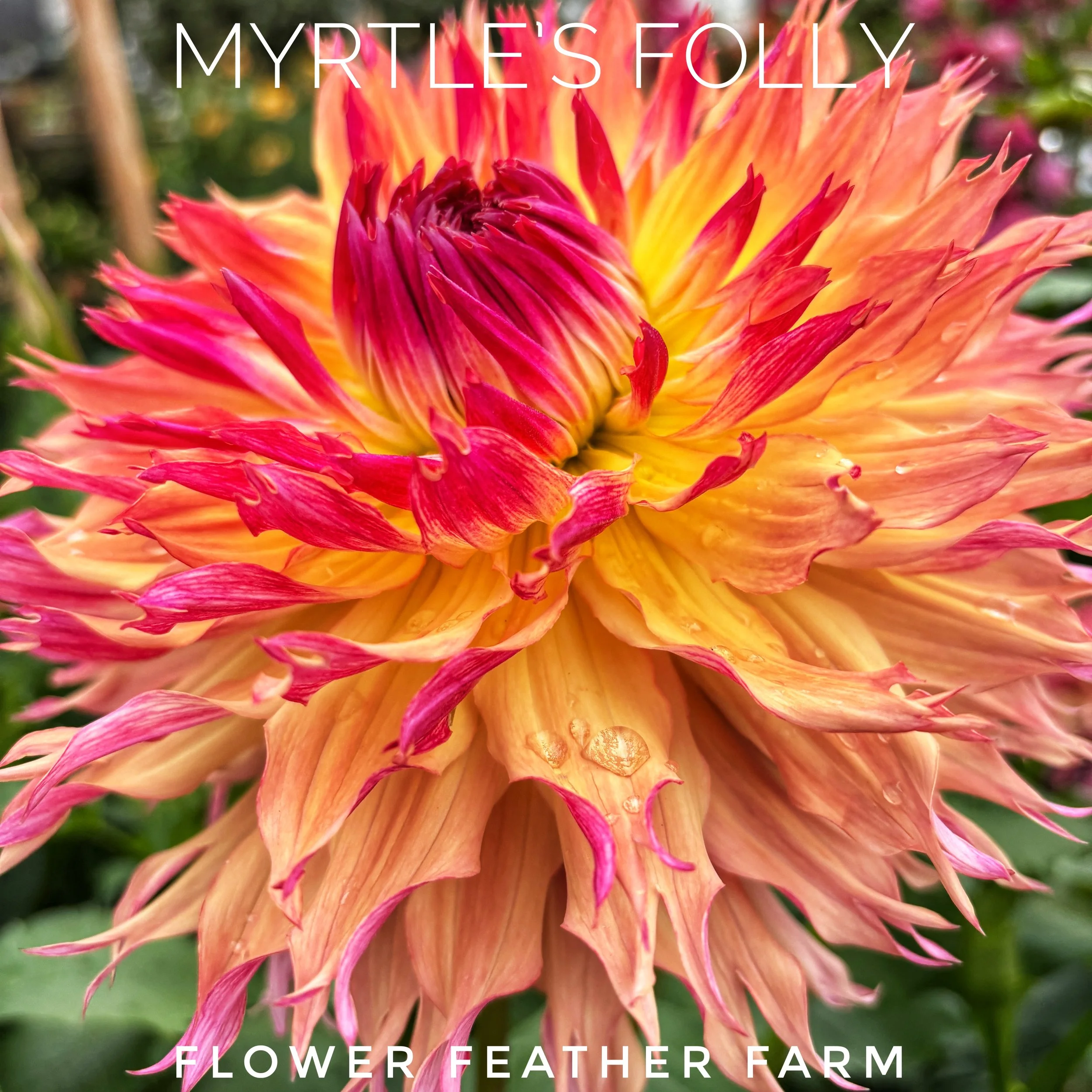 Myrtle's+Folly+25-03.jpg